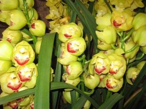 恵比寿ガーデンプレスのシンビジューム