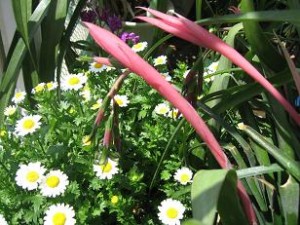 ノースポール＆ヨーラックアナナス