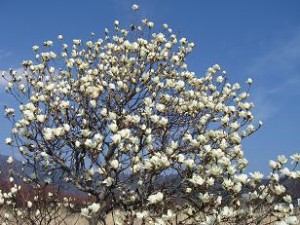 与勇輝館のこぶしのアピール