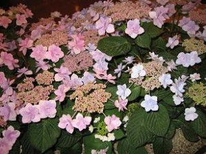 ご近所で見つけたアジサイ