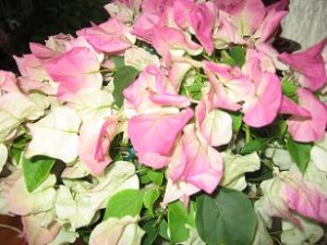 ブーゲンビリア：ピンクレディー