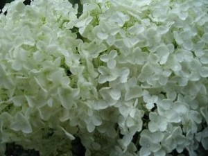 巨大な純白のアジサイ