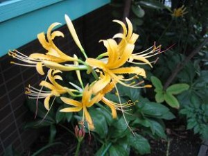 img_2495e9bb84e5bdbce5b2b8e88ab1 黄色の彼岸花咲きました!