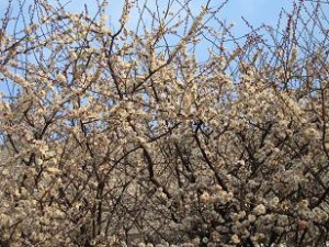 ご近所の梅の花