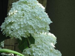 白いアジサイ後にグリーンに変色します