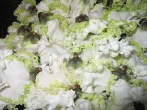 img_2985e382b0e383aae383bce383b3e381a8e799bde381aee382b7e382afe383a9e383a1e383b3 白とグリーンのグラデーションのシクラメン