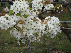 梨の花