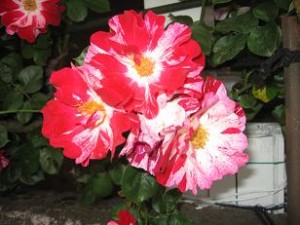 img_3131e38194e8bf91e68980e381aee38390e383a9 ご近所のバラ