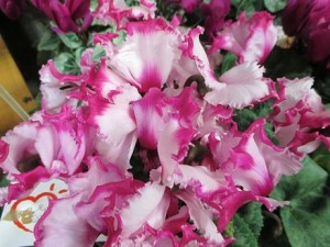 e382b7e382afe383a9e383a1e383b3img_0158